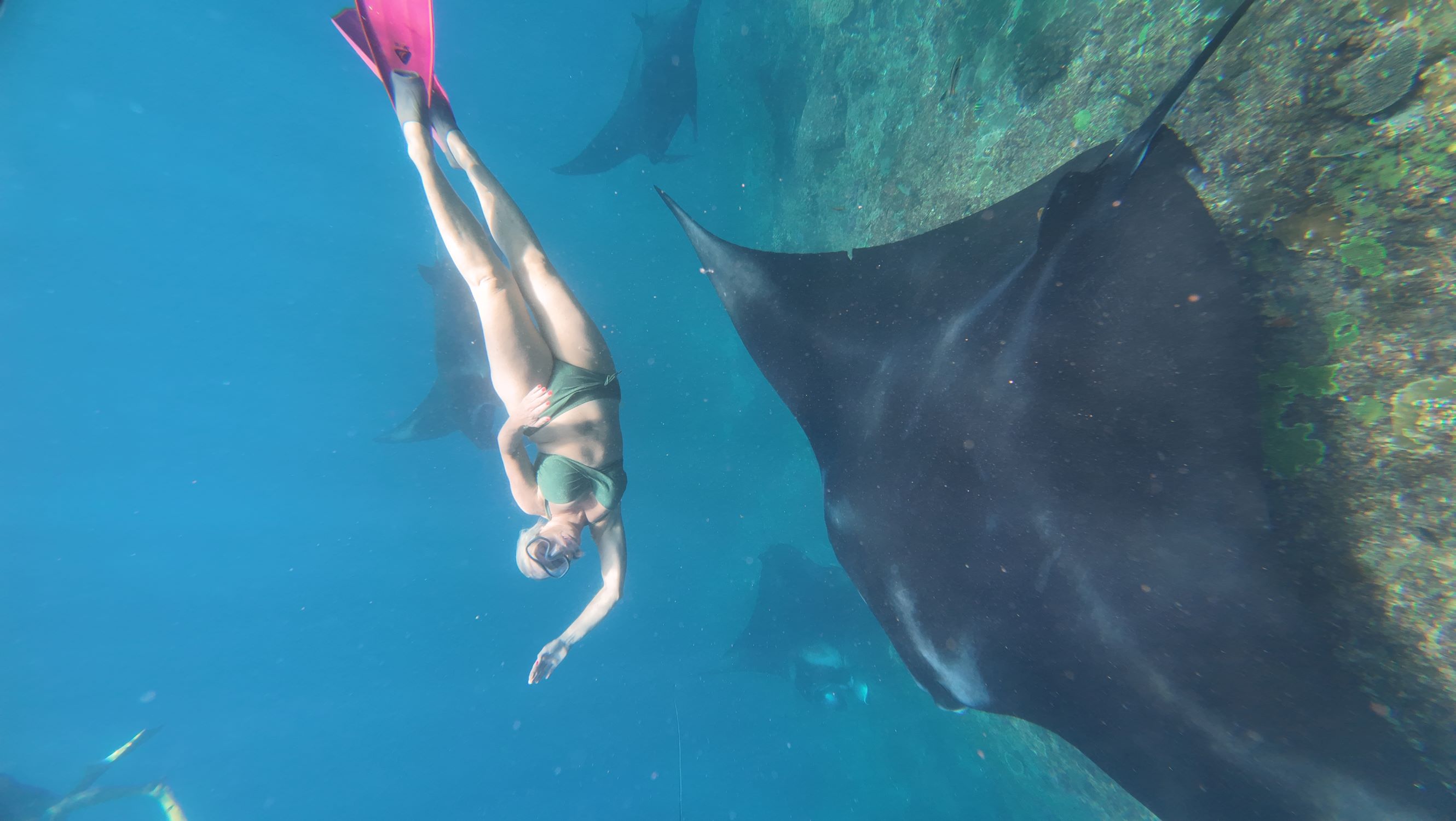 From Bali: Manta Point Snorkelling  with Land mark Tour With Lunch 