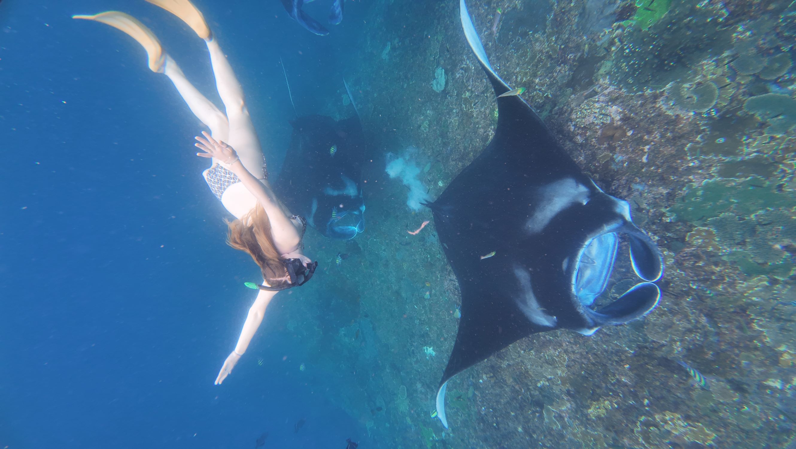 From Bali: Manta Point Snorkelling  with Land mark Tour With Lunch 