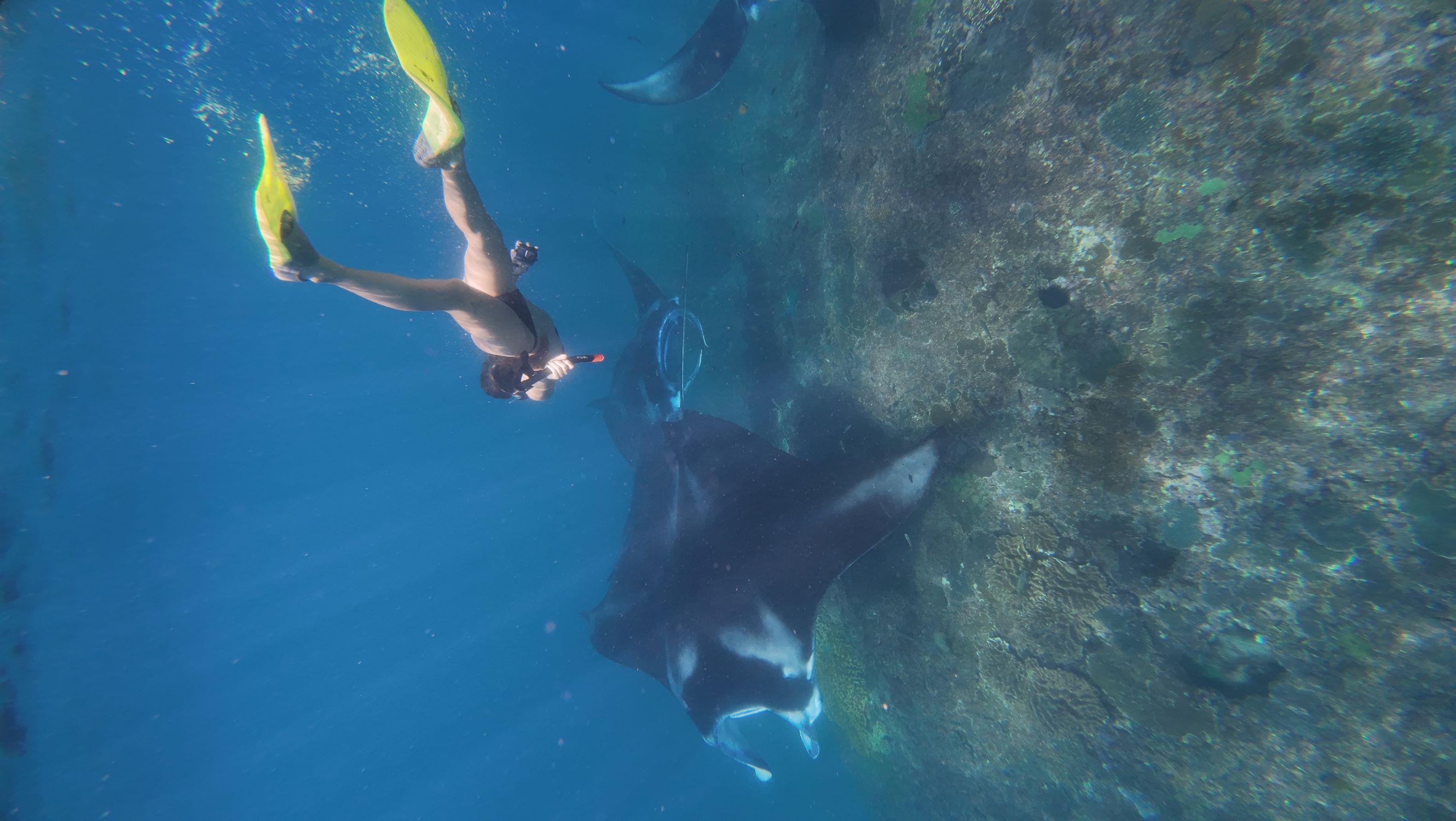 From Bali: Manta Point Snorkelling  with Land mark Tour With Lunch 