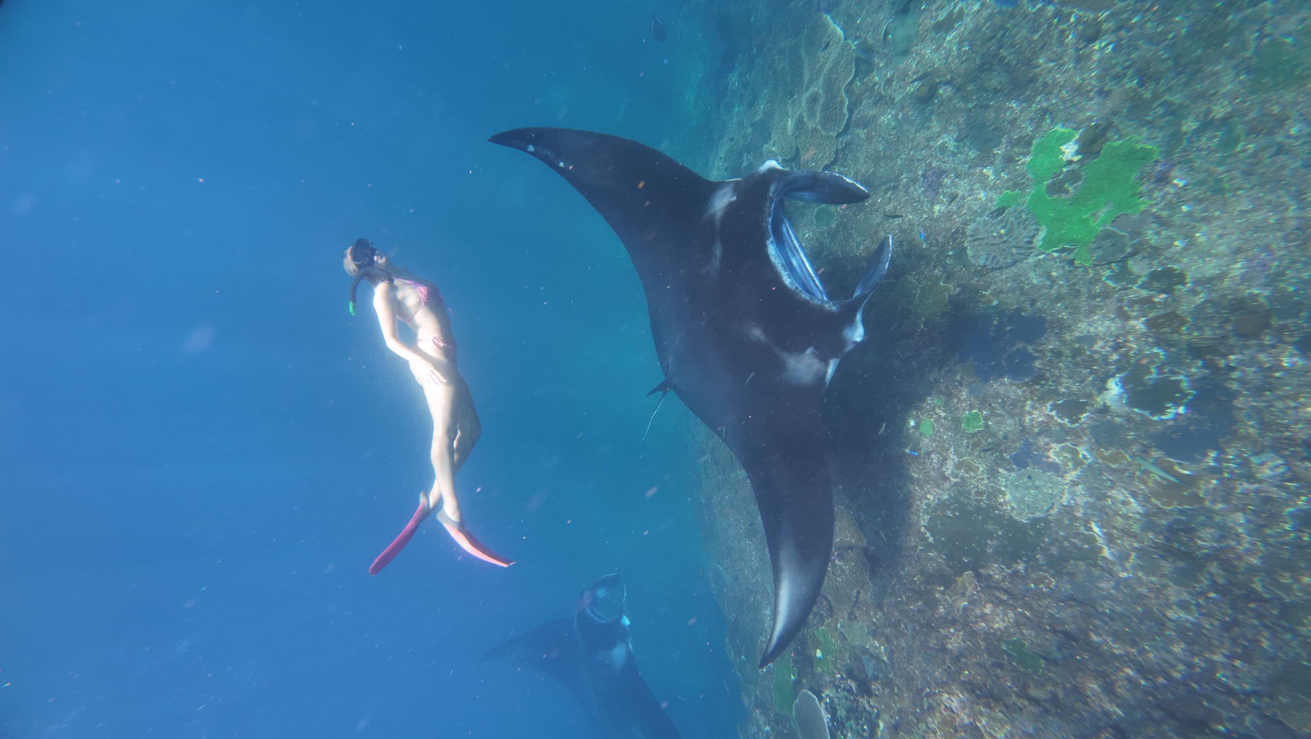 From Bali: Manta Point Snorkelling  with Land mark Tour With Lunch 